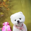 모모 애견미용 이미지