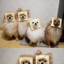 예쁜강아지 이미지