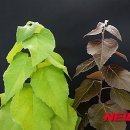 포플러 - 구리시 체육관로74번길 23 | 포플러