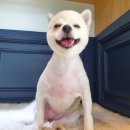 아담스펫살롱 이미지