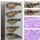 Aeromonas veronii와 yellow catfish calicivirus (YcCV)혼합감염 동자개의 복수병 이미지