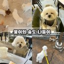 앙쥬레브 애견호텔&애견유치원 송도점 | 송도 앙쥬레브 애견카페 놀이방 후기 / 송도 트리플스트리트 애견동반 식당 추천