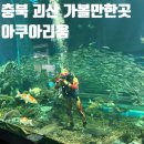도서관에 온 거북이 로봇 | 충북 괴산 여행 아이와 가볼만한곳 아쿠아리움 생태뮤지엄