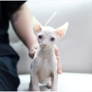 도레미캣 고양이분양 남양주 다산점 이미지