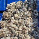 쭈꾸미스타 이미지