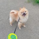 파파메디