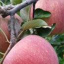 선재농장 이미지