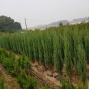 블루베리, 무화과, 블루에로우 이미지