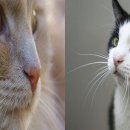 고양이 수염 이미지