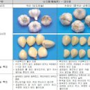 햇마늘 맛있게 먹는법 난지형 마늘 독하지 않아 쌈장에 최고 깐마늘 보관법 이미지