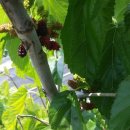 대심농장 이미지