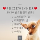 플레이펫 이미지