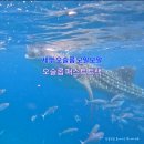 세친구 | 세부 오슬롭 패스트트랙 모알보알투어 세친구투어 오모팩 후기