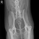 검단이담동물의료센터 이미지