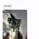 친구 어머님 개업 선물 후기ㅣ행복나눔 꽃배달 화분 내돈내산 주문기