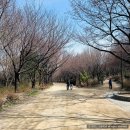 서울숲 생태숲 화장실 | [서울여행]서울숲 꽃사슴공원 산책/ 벚꽃 현황 개화시기는 언제?! (3월 31일)