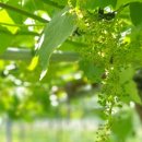 박종관농장 이미지