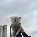 맛나장어2호점 | 11월 일상 생애 첫 부케순이가 되