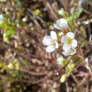 황새냉이(전남경찰청 앞 화분속) 이미지