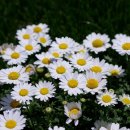 신평1동-4 이미지