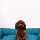 민경애견 이미지