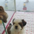 충무로애견 이미지