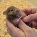 로던트클럽 | 수원 로던트 클럽 따끈한 재방문 후기, 햄스터 희귀모프가 있어요. 간식,은신처 구매 후기!