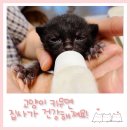 순진한 강아지 | 고양이 강아지 등 반려동물 입양이 집사의 건강에 미치는 영향!