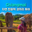 머드농수산체험마을 | 치앙마이 코끼리 보호소 Elephant Dream Project 반나절 투어 솔직 후기