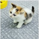 멍샵 강아지분양 인천본점 | 멍샵 강아지분양 인천본점에서의 독특한 경험