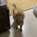 맛있개 먹었냥 | 김해 율하 24시 애견수제간식 '맛있개먹었냥' 후기