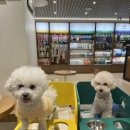 동물진료법인 포레스트 네이버블로그