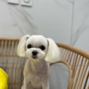 여수죽림동물병원 애견미용실 이미지