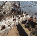 미선농장 이미지