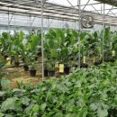 명관농장 이미지