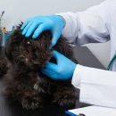 24시 송도힐 동물메디컬센터 이미지