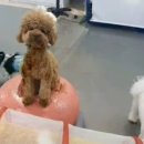 이든반려견 문화센터 이미지