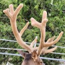 블루베리사슴농장 이미지