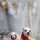 솜이 펫살롱 이미지