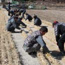 의령큰줄땡기기 이미지