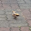 월출밧데리 | 나는 네게서 배웠던 언어로 사랑을 발음해