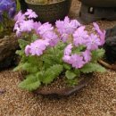 바위 솔 이미지