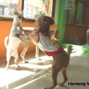 하모니동물병원 이미지