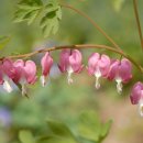 신황진이야 이미지