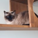 코냥코냥 이미지