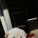 한국진돗개육종연구소 이미지