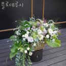 플로데루시