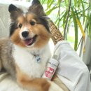 네추럴 그루밍 이미지