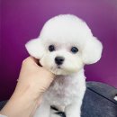 위드미펫살롱 이미지