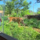 GS25전주대신정문점 | 전주 아이와 갈만한 곳 전주동물원 후기, 호랑이·하마·코끼리 보고 온 26개월 쌍둥이 여행